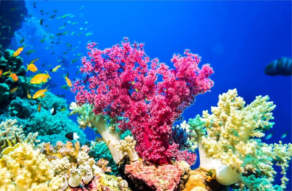 海の贈り物、サンゴについて 株式会社サンコー 宝石買取